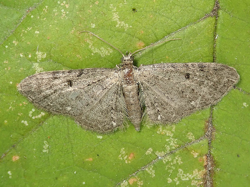 da identificare: Eupithecia ??